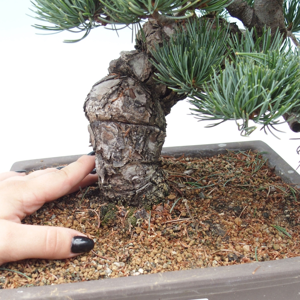 Bonsai im Freien - Pinus parviflora - kleine Kiefer