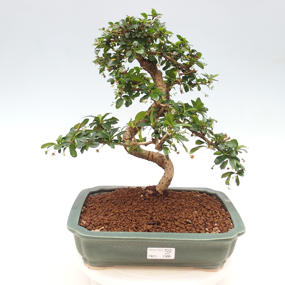 Zimmer Bonsai - Carmona macrophylla - Tea Fuki
