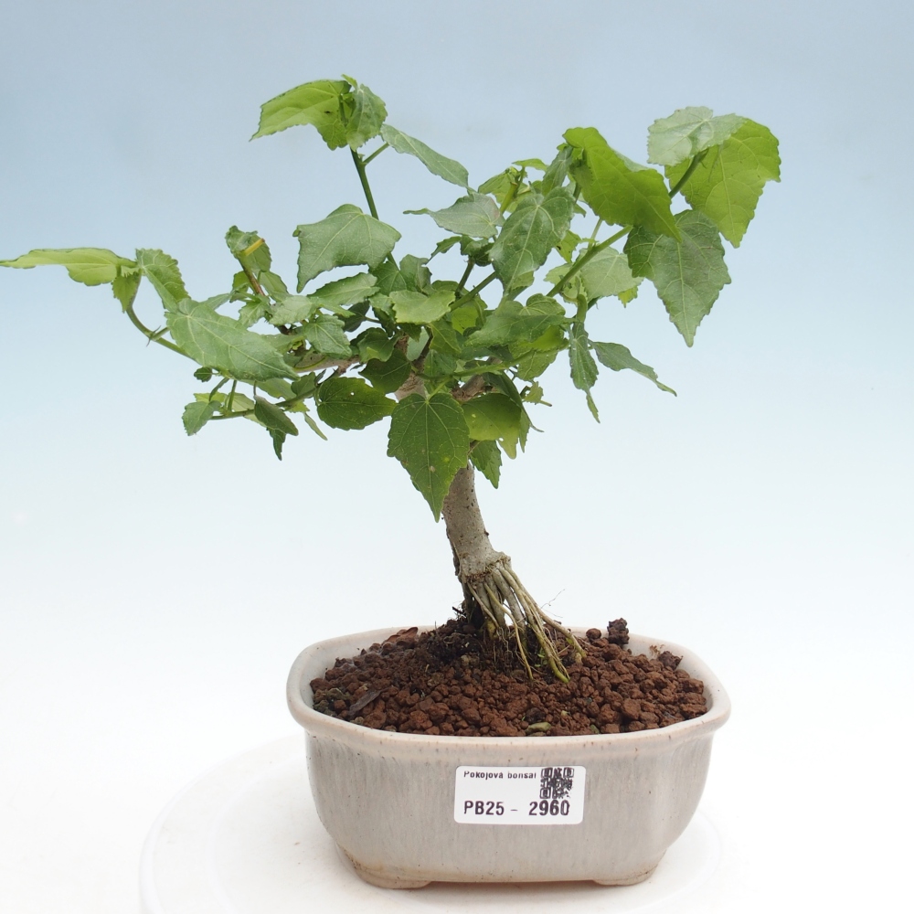 Zimmerbonsai - Malvaviscus arboreus - holziger Hibiskus