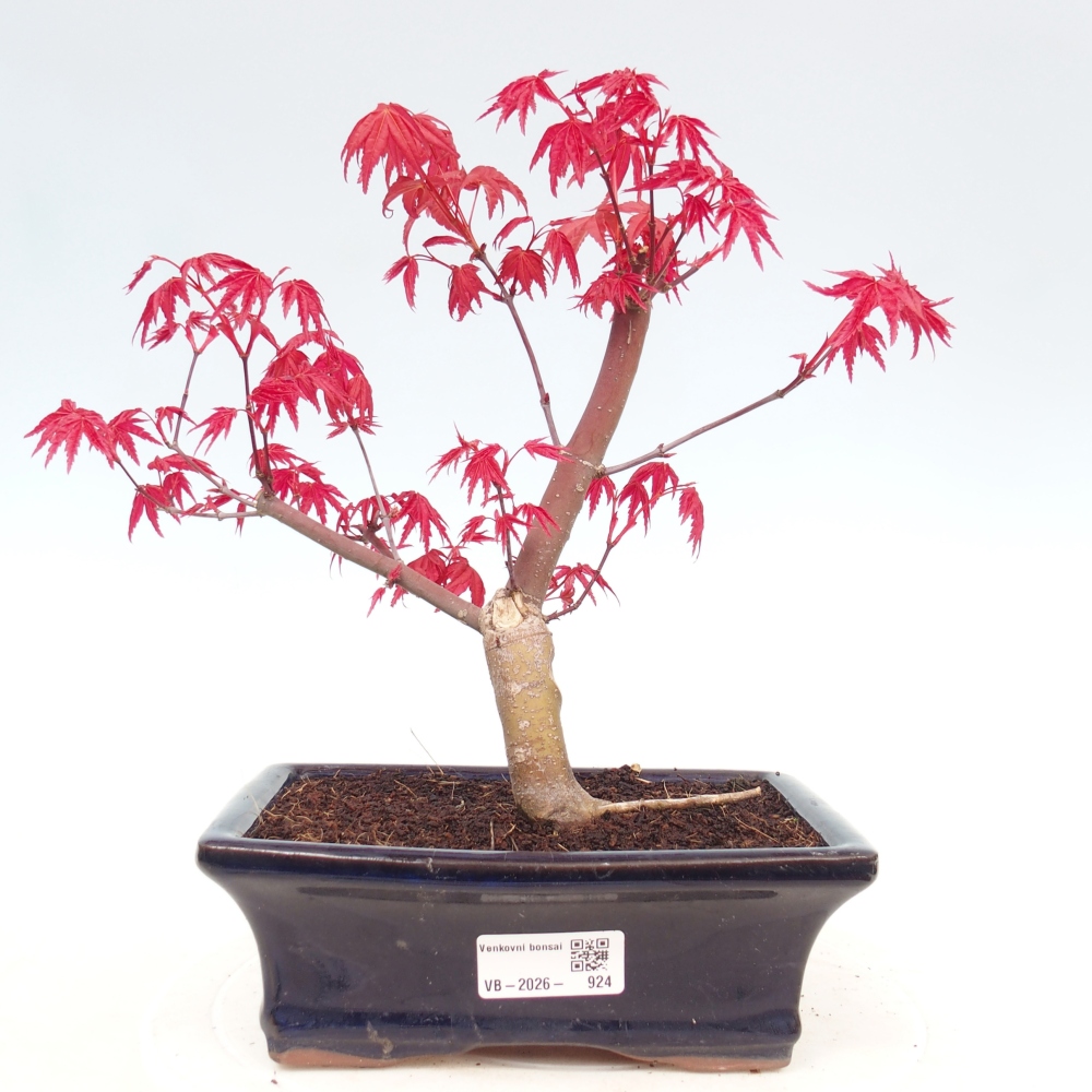 Bonsai für draußen - Acer palmatum DESHOJO
