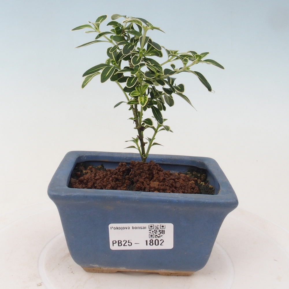 Zimmerbonsai - Serissa foetida Variegata - Baum der tausend Sterne