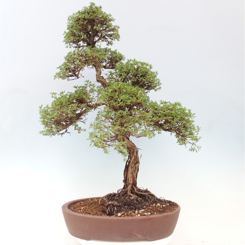 Bonsai für draußen - Potentila fruticosa