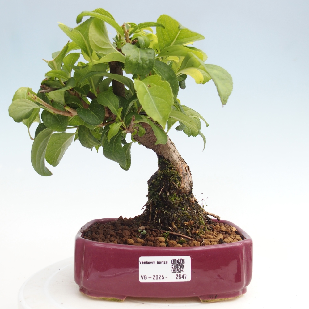 Outdoor-Bonsai - Celastrus Jesenec