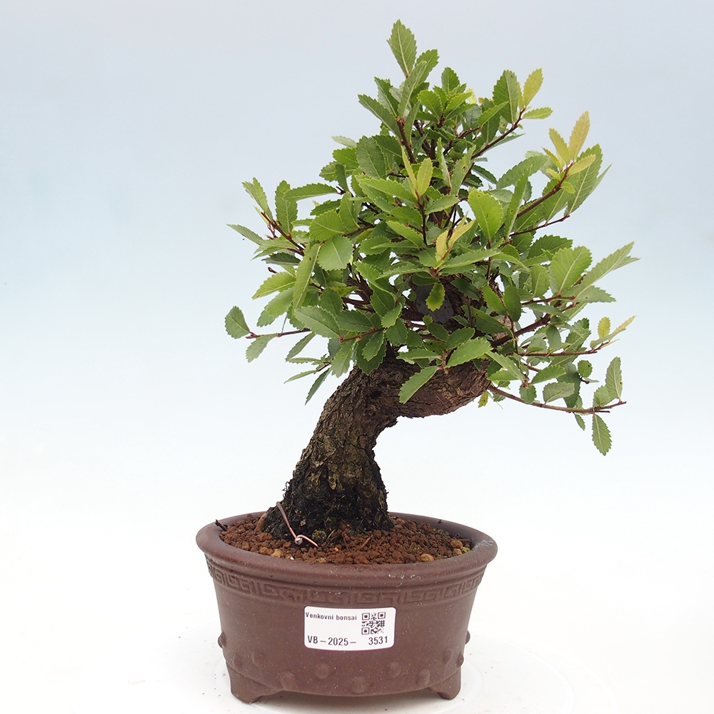 Bonsai im Freien - Zelkova - Zelkova serrata