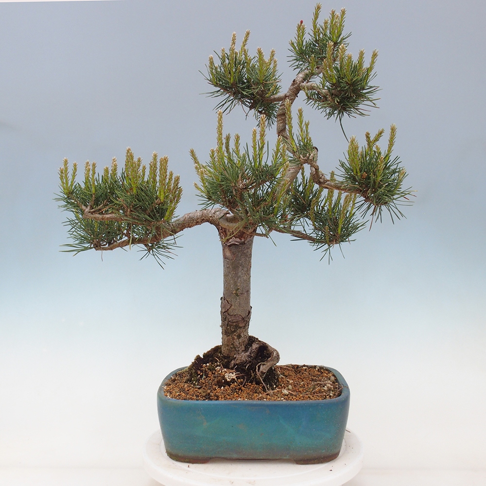 Bonsai im Freien - Pinus Sylvestris - Waldkiefer