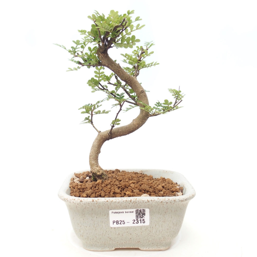 Zimmerbonsai - Zantoxylum piperitum - Pfefferminze
