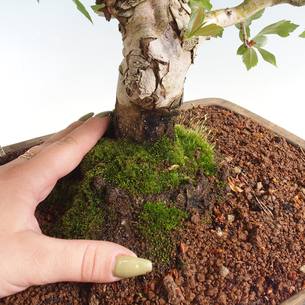 Bonsai im Freien - Weißdorn - Crataegus cuneata