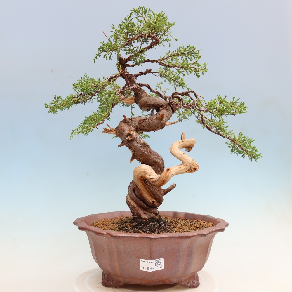 Bonsai für draußen - Juniperus chinensis Itoigawa-Juniperus chinensis