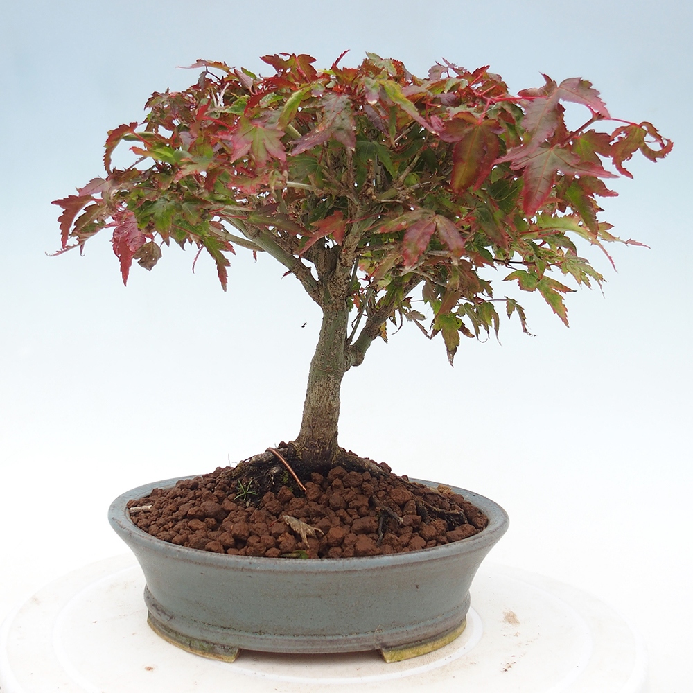 Acer palmatum KIOHIME - Palmetto-Ahorn