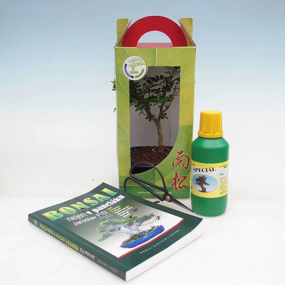 Zimmerbonsai im Geschenkkarton Zantoxylum piperitum - Pfefferbaum