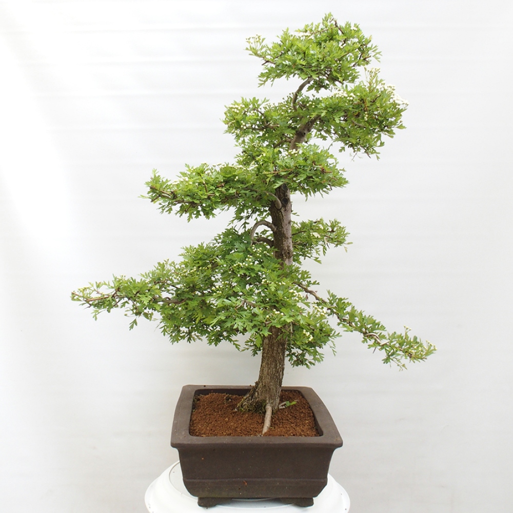 Bonsai im Freien - Weißdorn - Crataegus monogyna