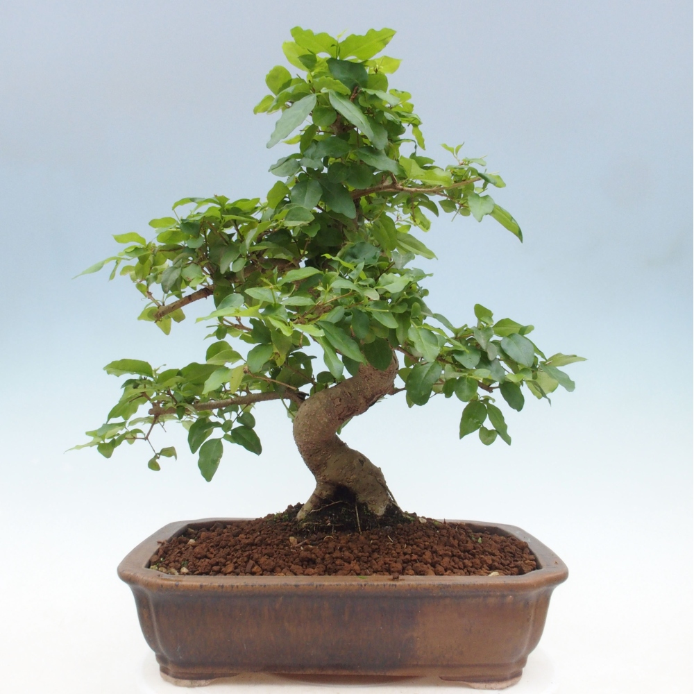 Zimmerbonsai - Ligustrum chinensis - Vogelperspektive