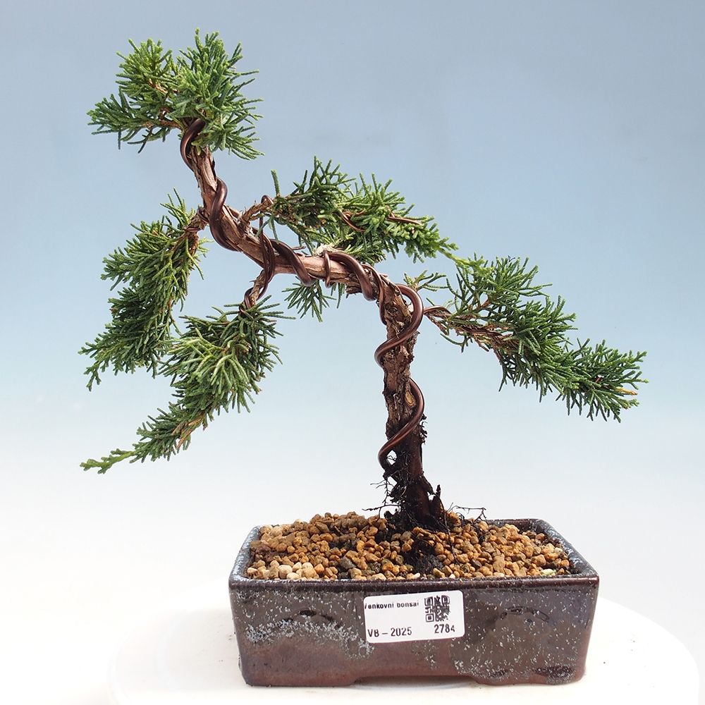 Bonsai im Freien - Juniperus chinensis Kishu - Chinesischer Wacholder
