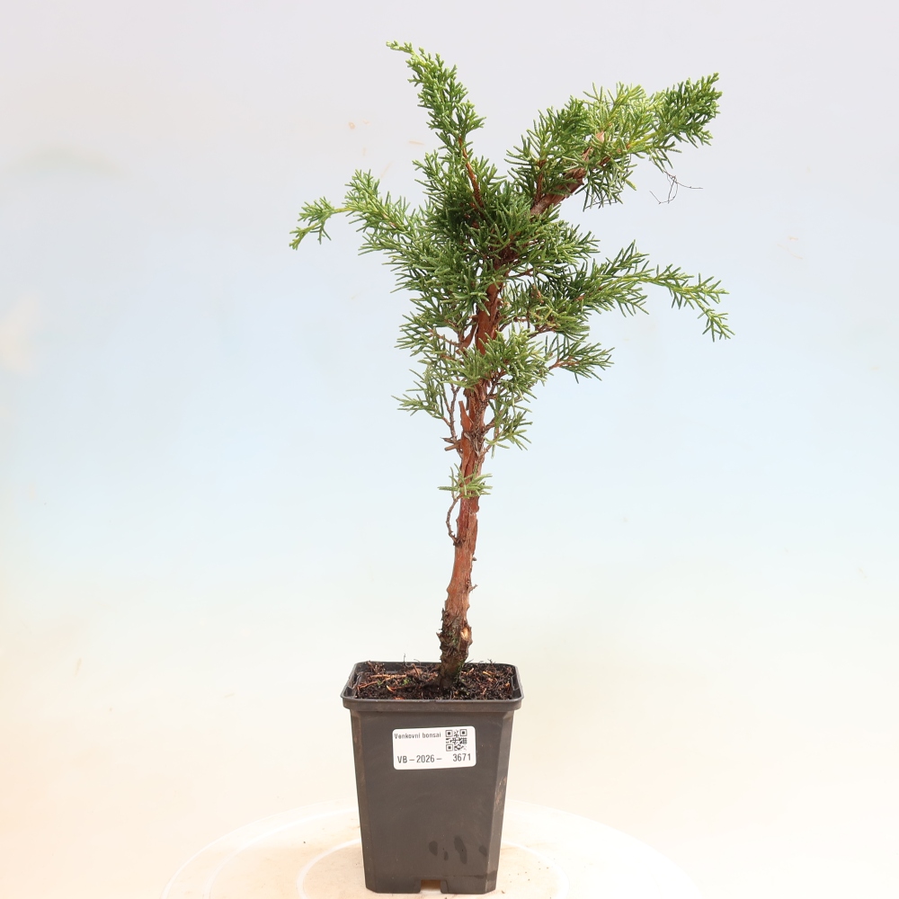 Bonsai für draußen - Juniperus chinensis Kishu