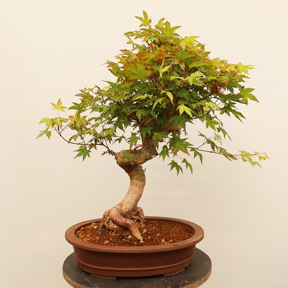 Bonsai für draußen - Ahorn palmatum - Palmen