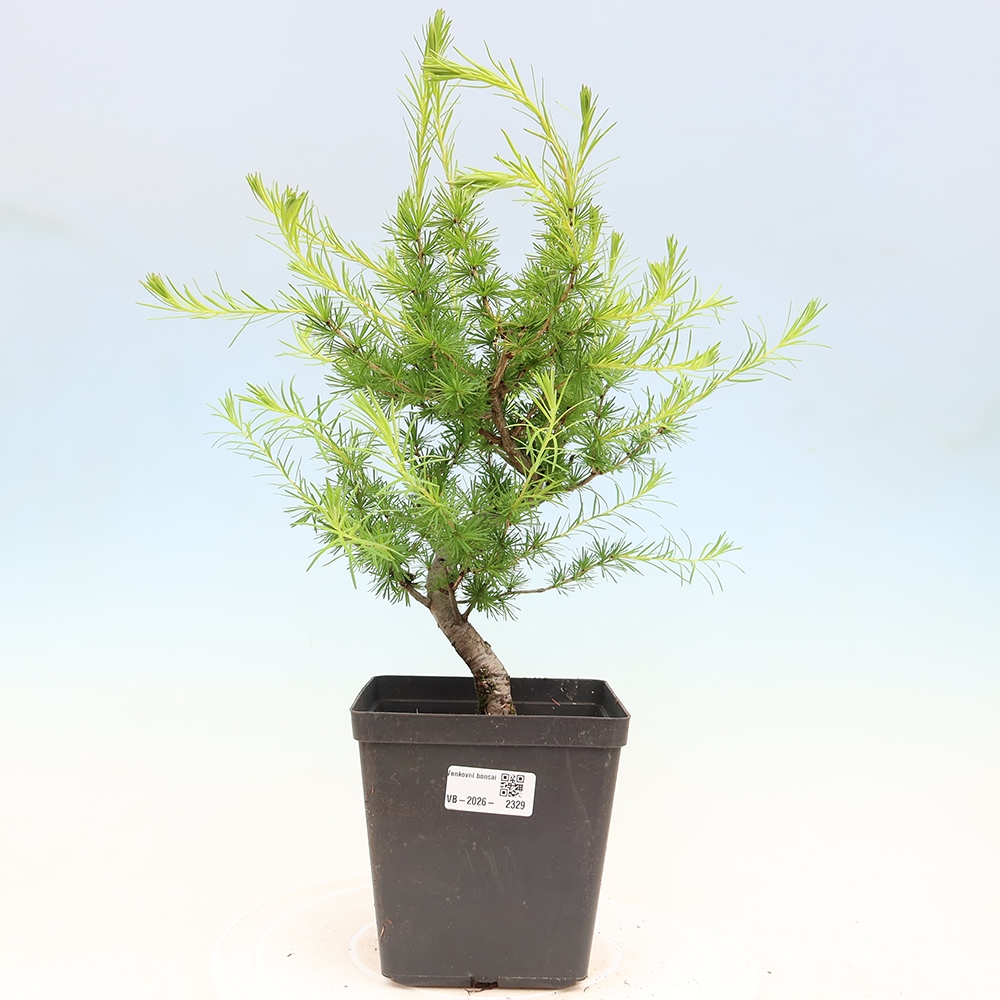 Bonsai für draußen -Larix decidua - Lärche