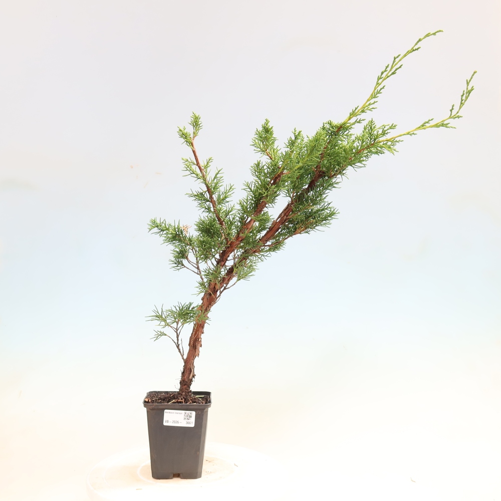 Bonsai für draußen - Juniperus chinensis Kishu