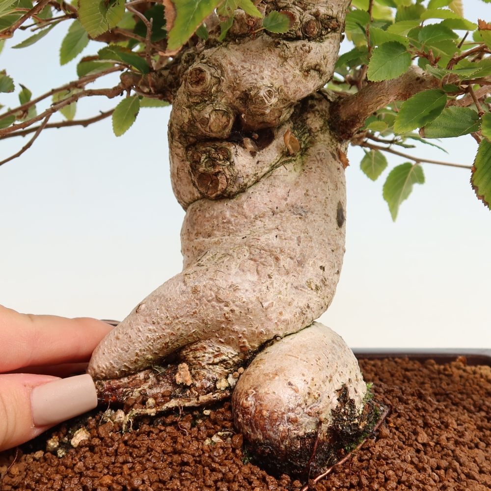 Bonsai für draußen -Carpinus CARPINOIDES - Koreanische Hainbuche