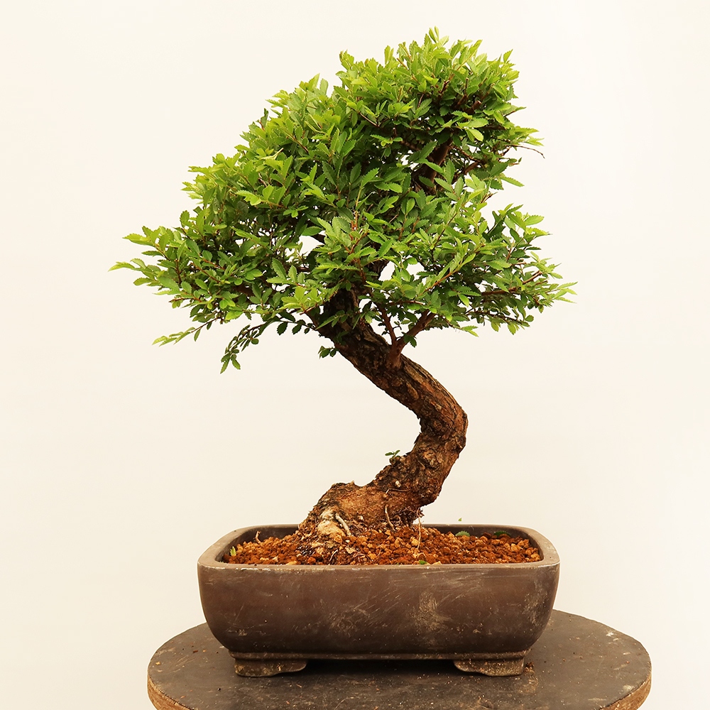 Bonsai im Freien - Zelkova - Zelkova NIRE
