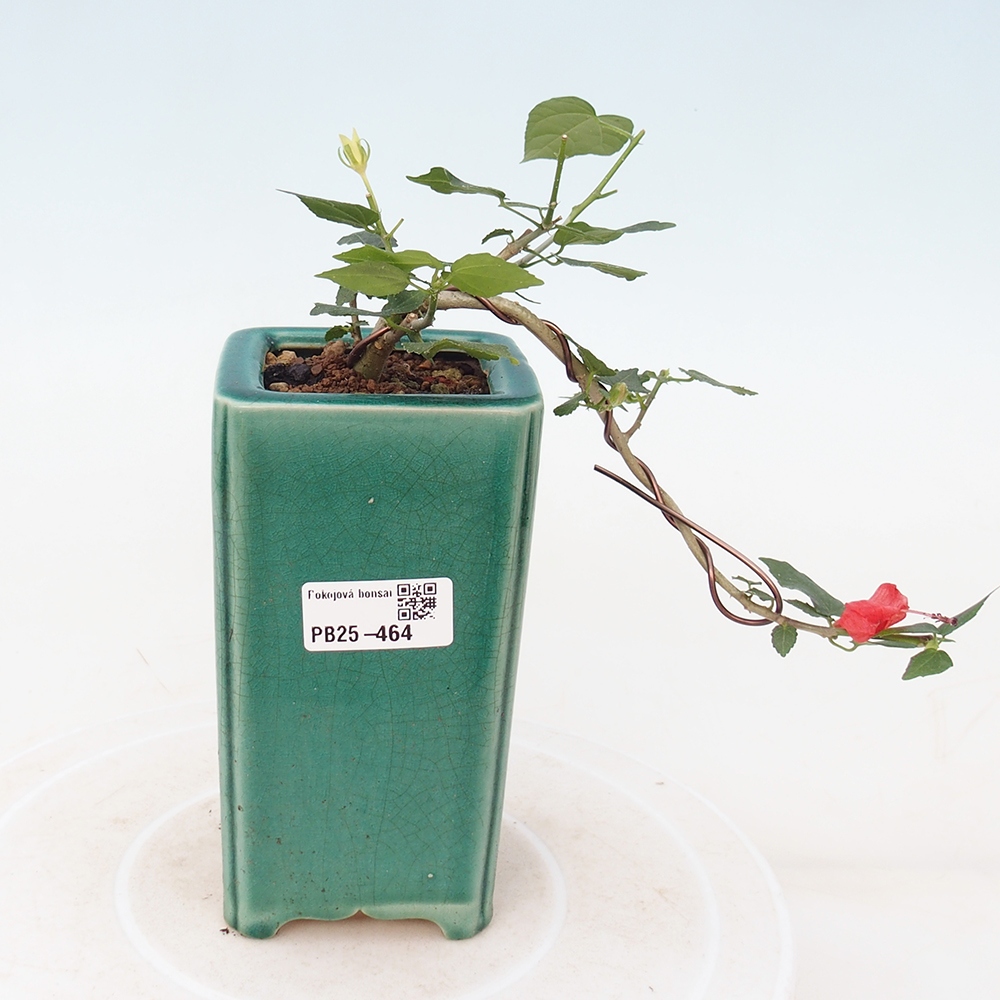 Zimmerbonsai - Malvaviscus arboreus - holziger Hibiskus