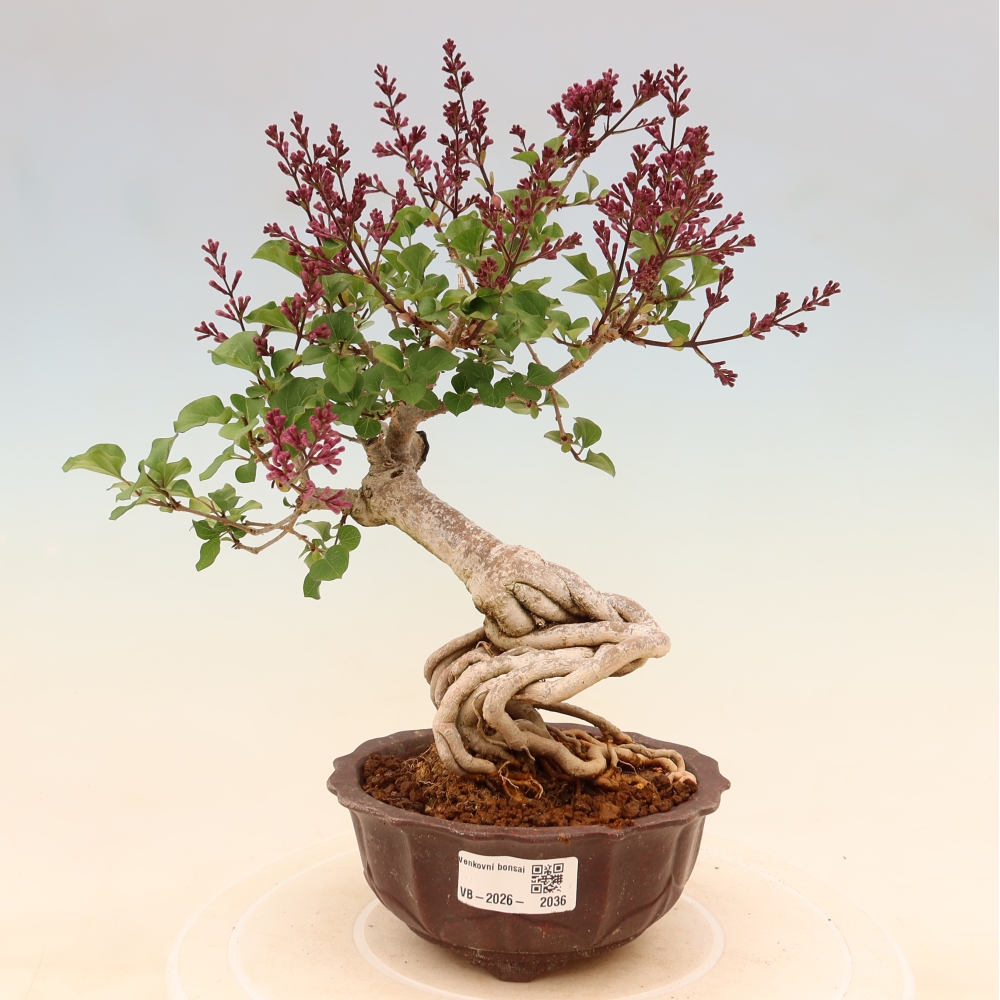 Bonsai für draußen - Syringa microphylla - Kleinblütiger Flieder