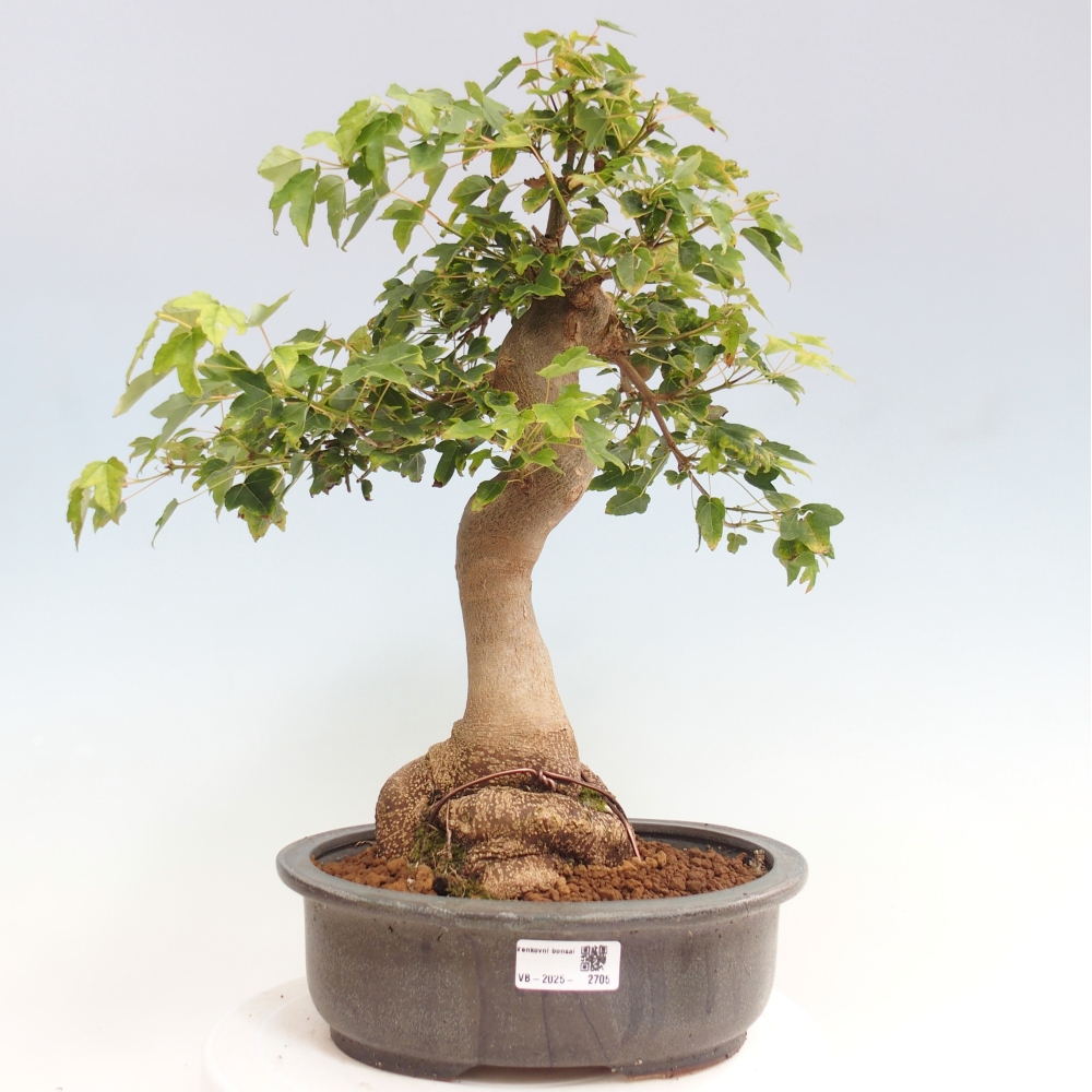 Bonsai im Freien - Ahorn Buergerianum - Burger Maple