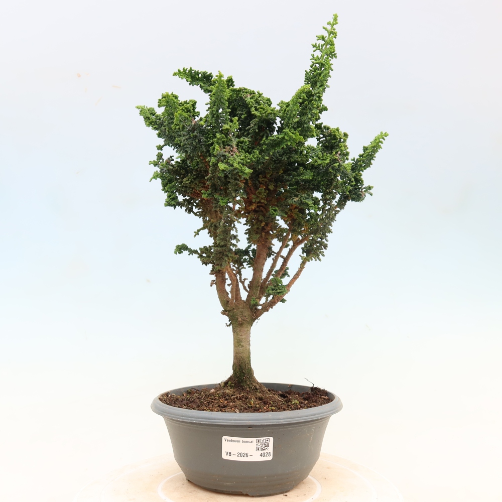 Bonsai für draußen - Cham. obtusa SEKKA HINOKI - Zypresse