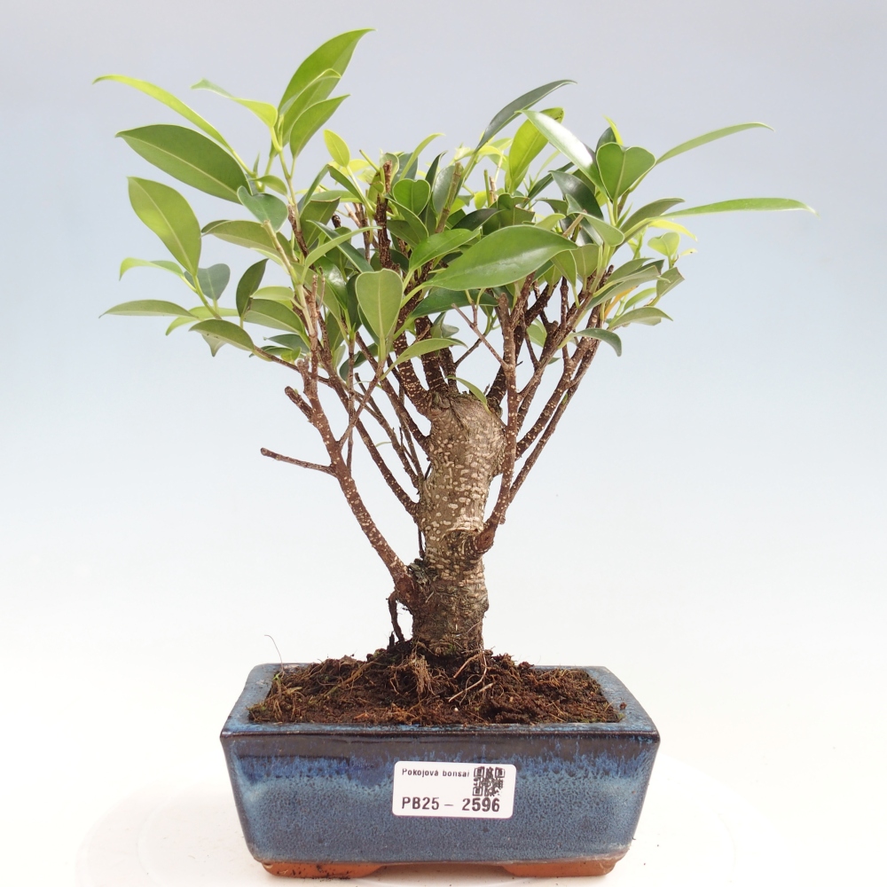 Zimmerbonsai - Ficus retusa - kleinblättriger Ficus