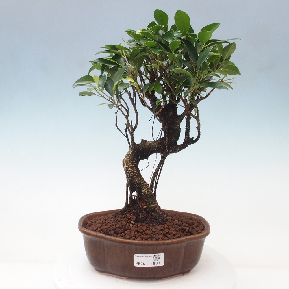 Indoor-Bonsai - Ficus retusa - kleiner Ficus