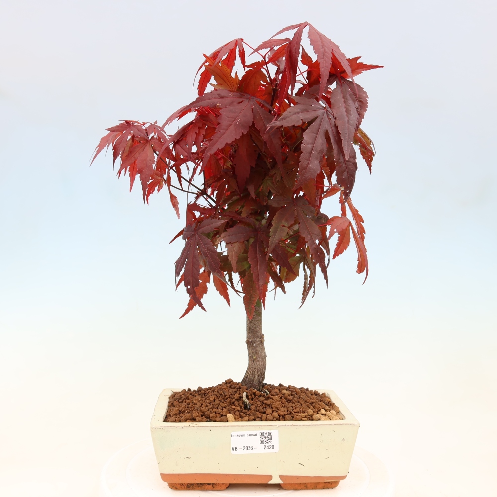 Bonsai für draußen - Acer-Palme. Atropurpureum-Javor palmate