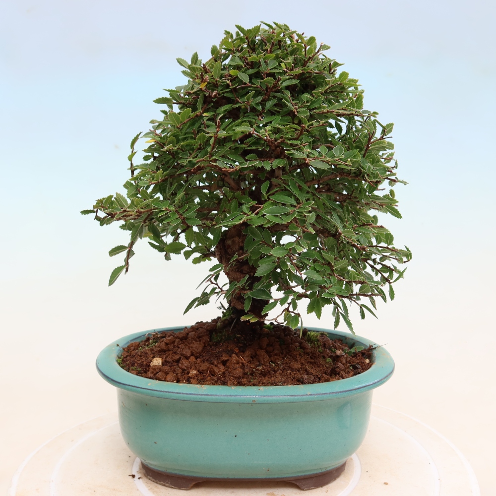 Bonsai für draußen - Zelkova - Zelkova NIRE