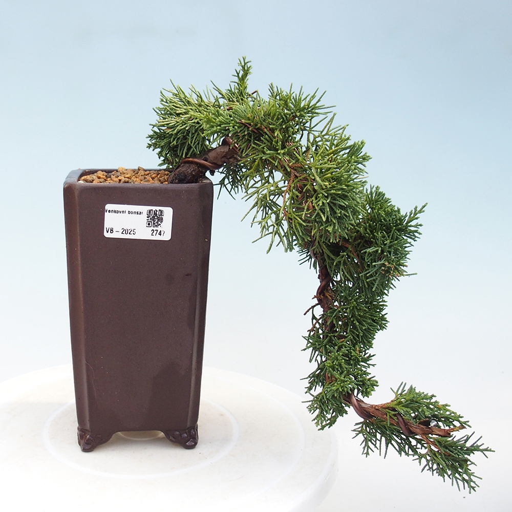 Bonsai im Freien - Juniperus chinensis Kishu - Chinesischer Wacholder