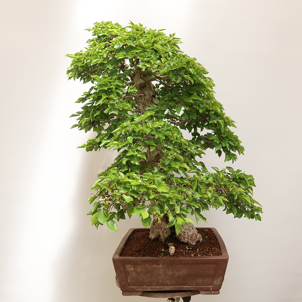 Bonsai im Freien - Carpinus Coreana - Koreanische Hainbuche
