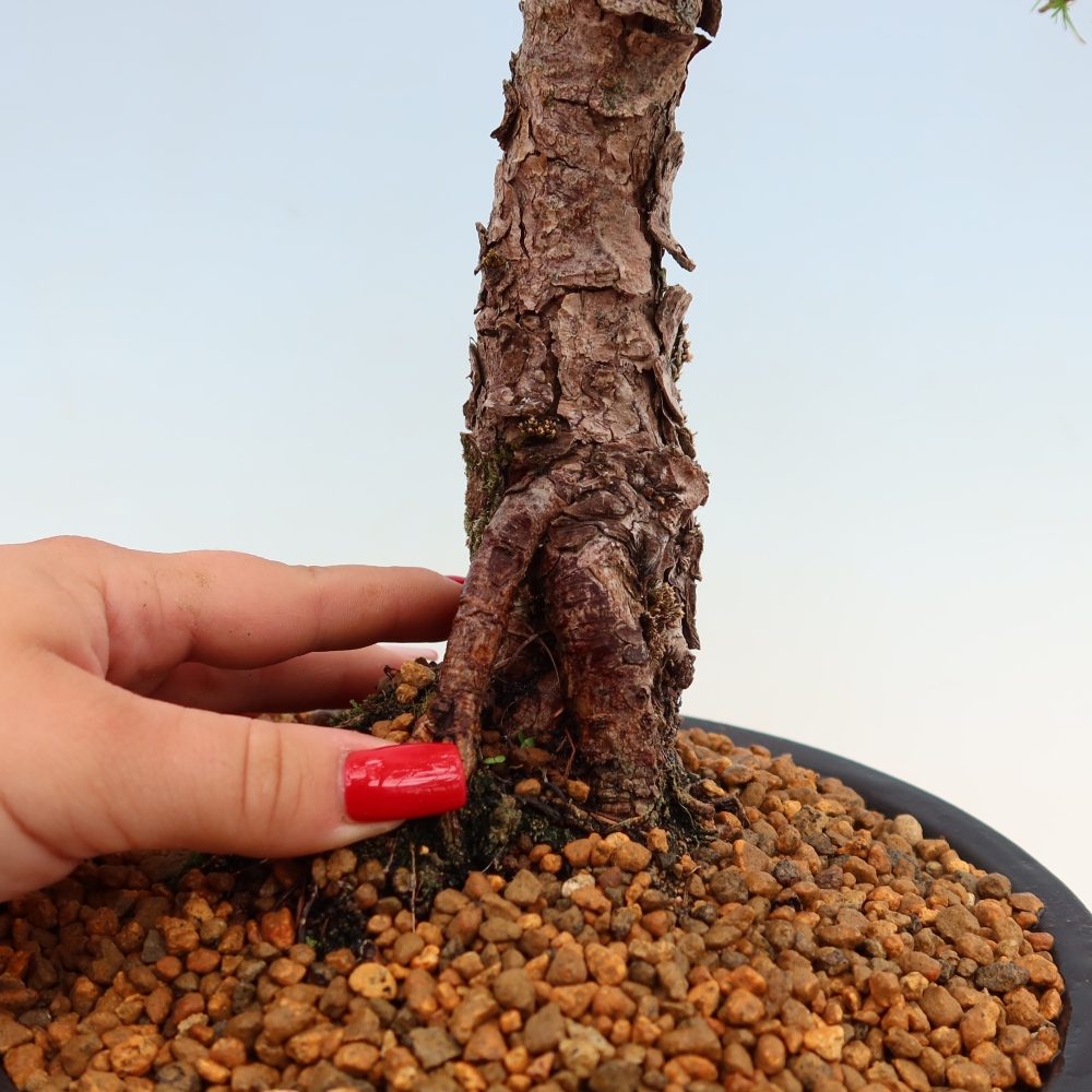 Bonsai für draußen -Larix decidua - Lärche