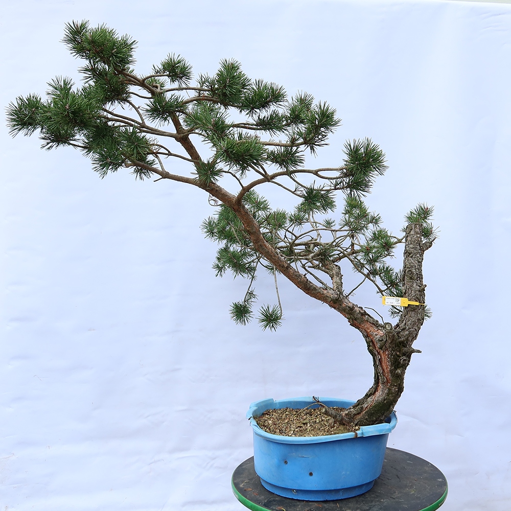 Pinus sylvestris Spanien – Waldkiefer