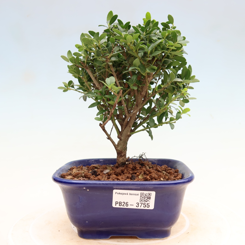 Zimmer Bonsai - Ilex crenata - Stechpalme