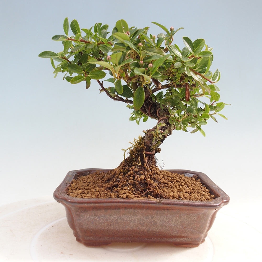 Bonsai im Freien - Cotoneaster horizontalis - Felsenbaum