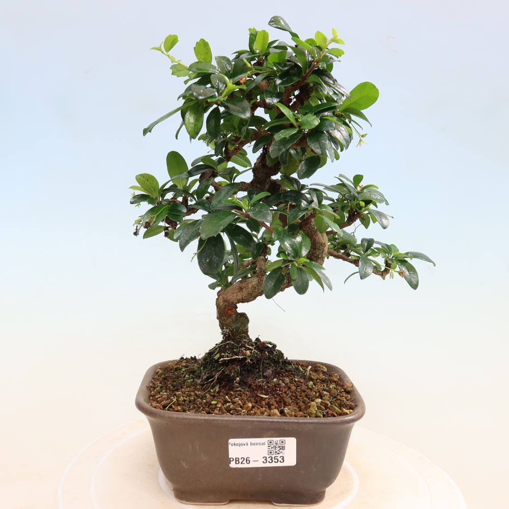 Zimmer-Bonsai - Carmona macrophylla - Tee-Fuki