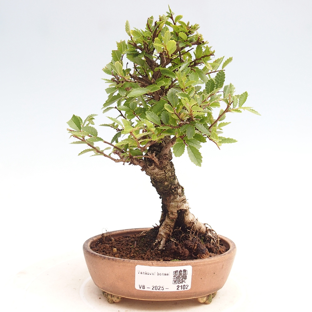 Bonsai im Freien - Zelkova - Zelkova NIRE