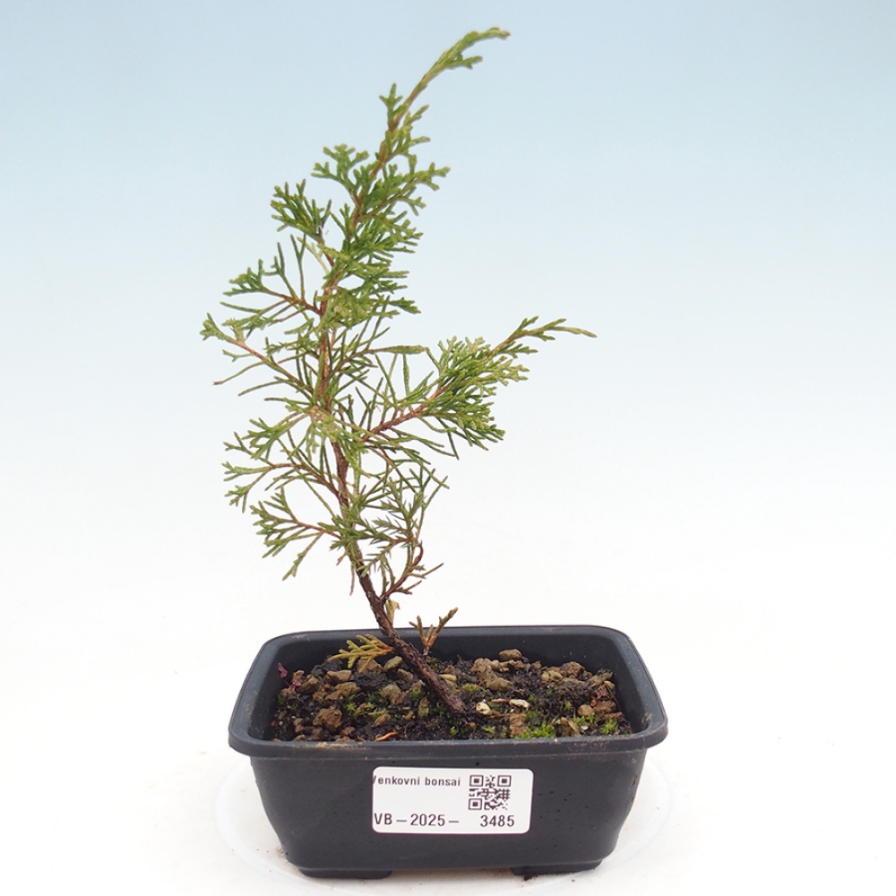 Bonsai für draußen - Juniperus chinensis Itoigawa