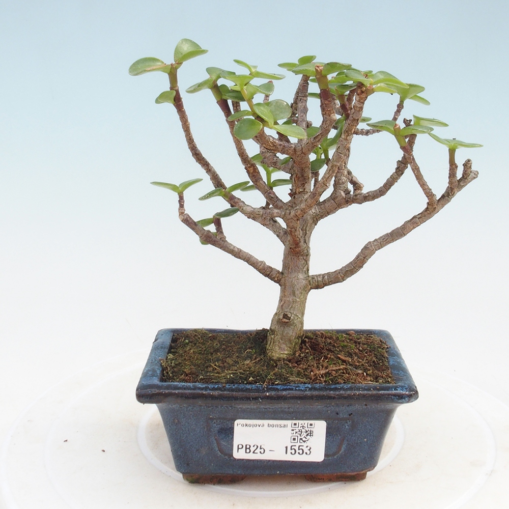 Zimmerbonsai - Portulakaria Afra - Tlustice