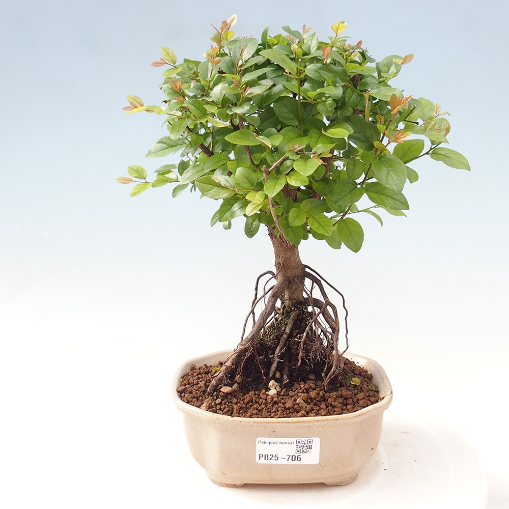 Innenbonsai - Sagerécie Thea - Sagerécie Thea