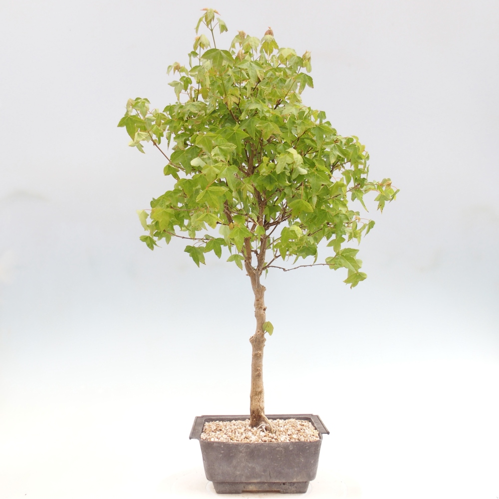 Bonsai für draußen - Acer Buergerianum - Bergahorn