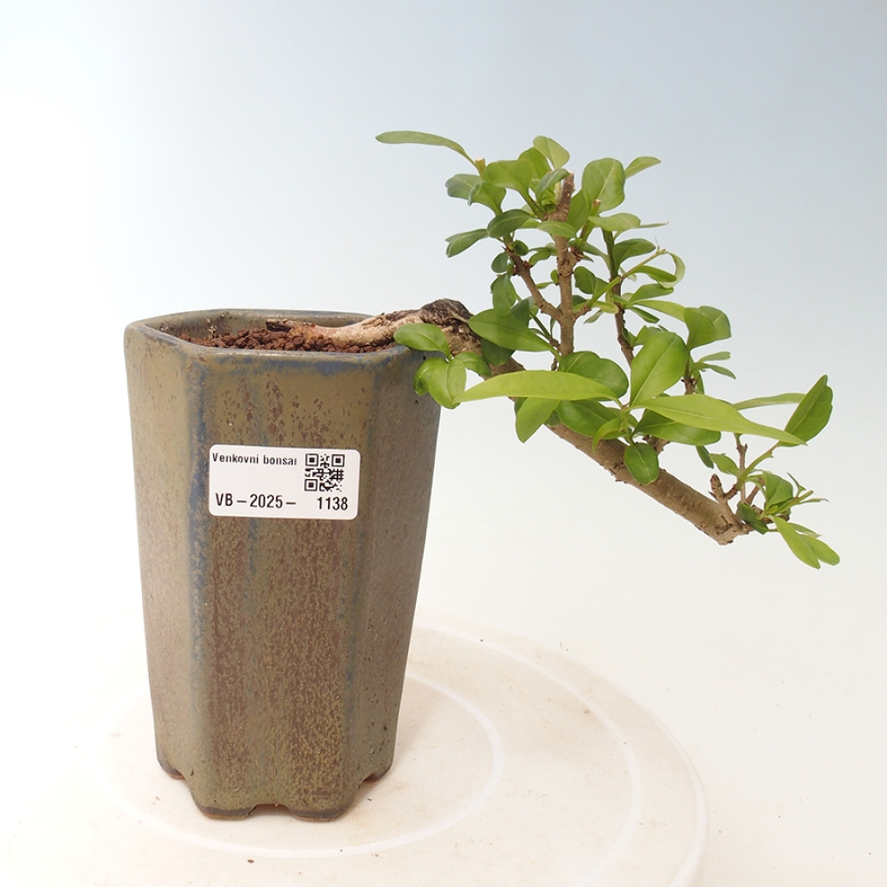 Outdoor-Bonsai - Prunus spinosa - Schwarzdorn