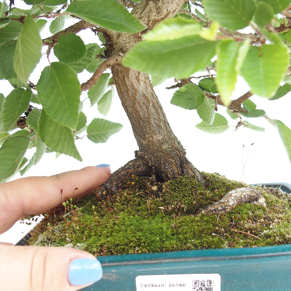 Bonsai im Freien - Carpinus Coreana - Koreanische Hainbuche