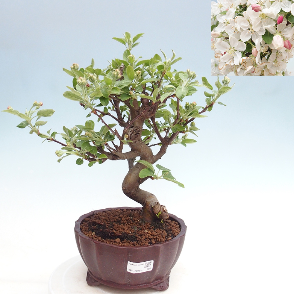 Bonsai im Freien - Malus halliana - Kleinfruchtiger Apfelbaum