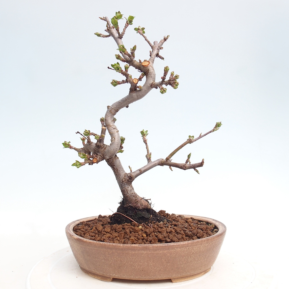 Outdoor Bonsai - Malus sargentii - Kleinfrüchtiger Apfelbaum