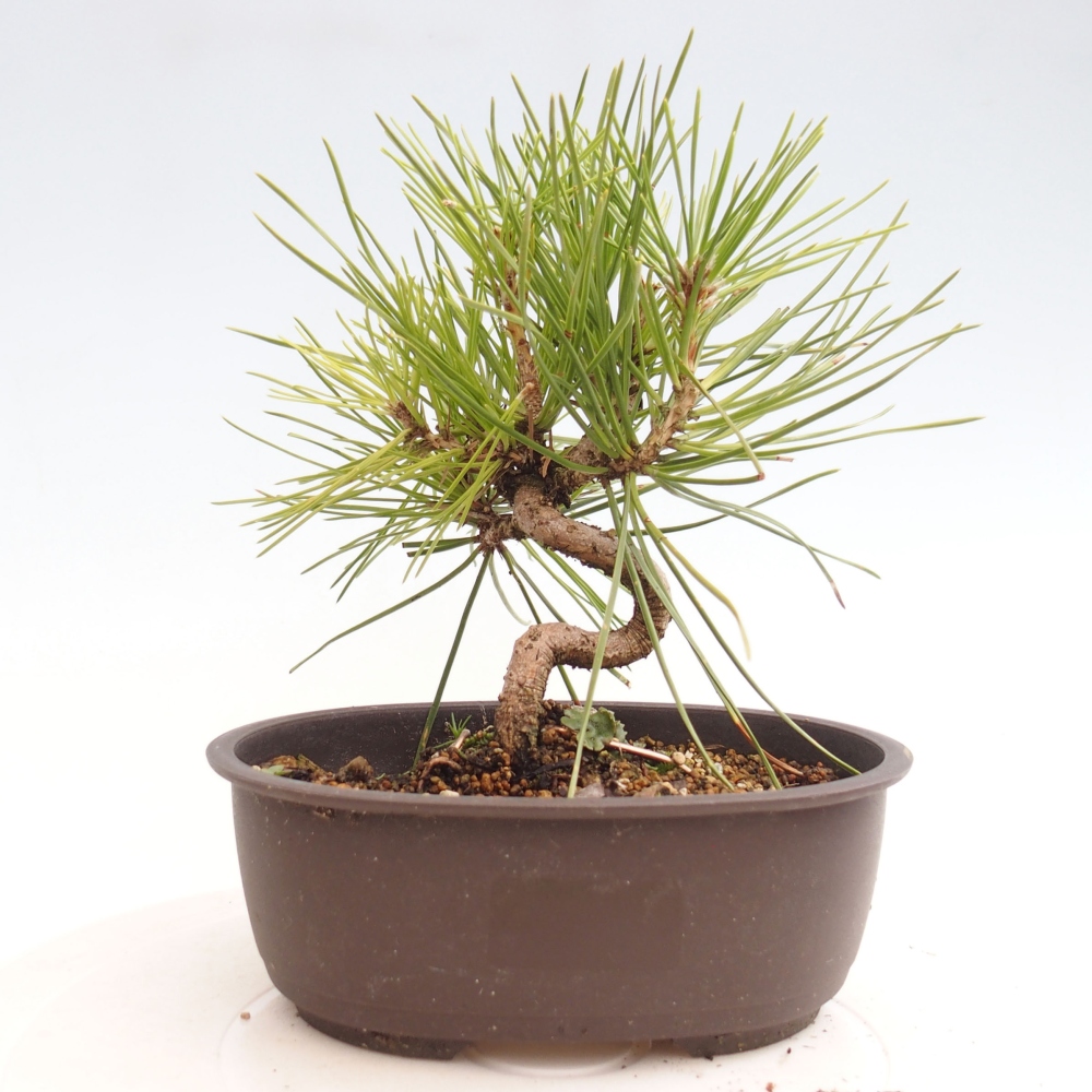 Bonsai im Freien - Pinus thunbergii - Thunbergia-Kiefer