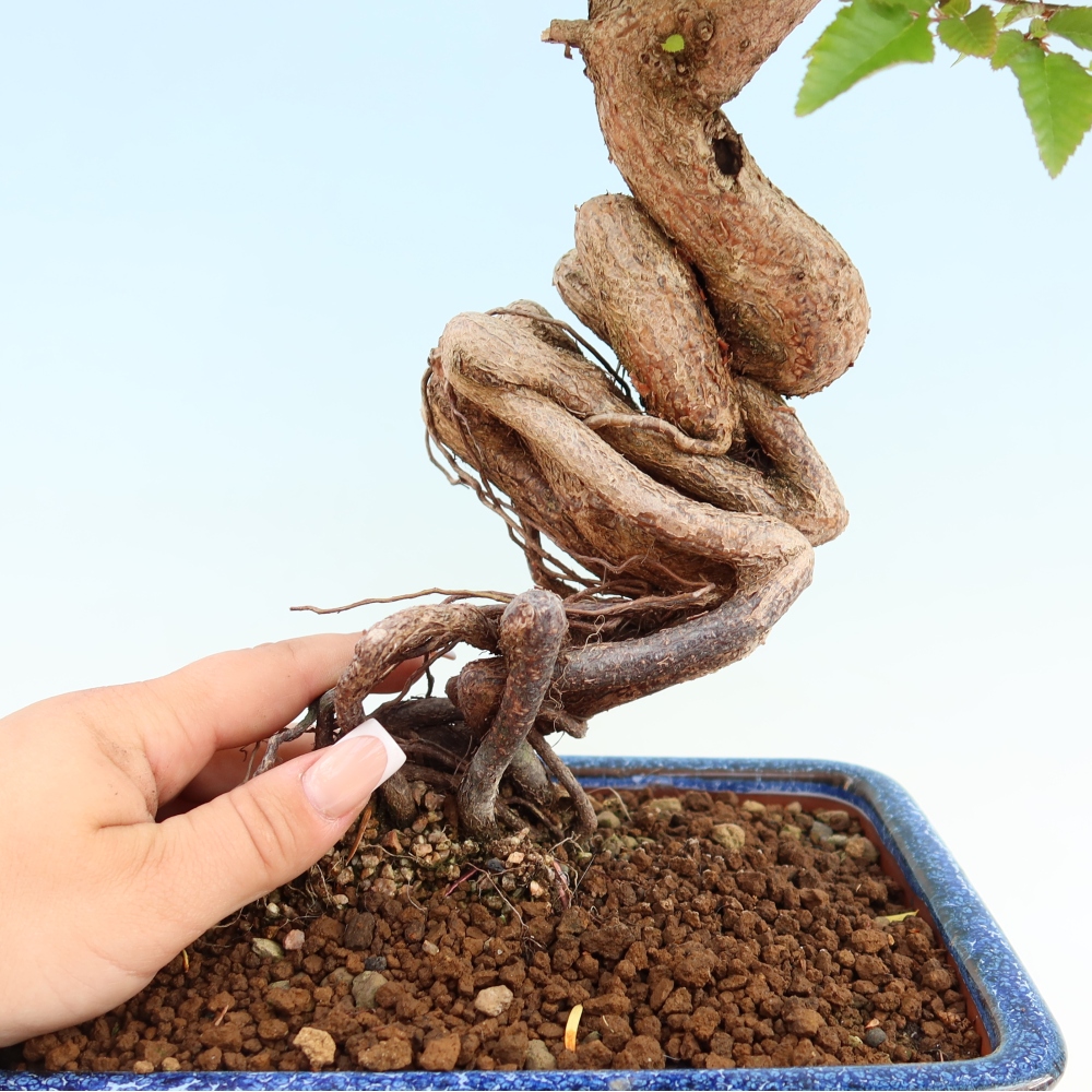 Bonsai für draußen - Karpinus Coreana - Koreanische Hainbuche