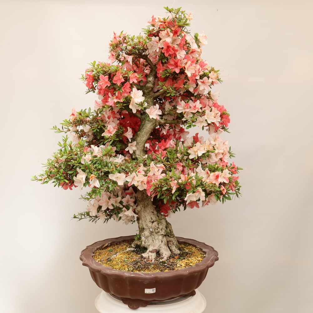 Bonsai für draußen - Japanische Azalee - Azalee Kinu-no-Hikari